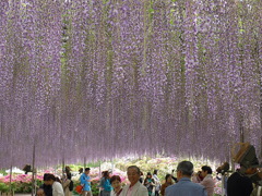 フラワーパーク18