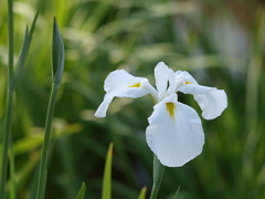 市役所の土手で　5月31日①
