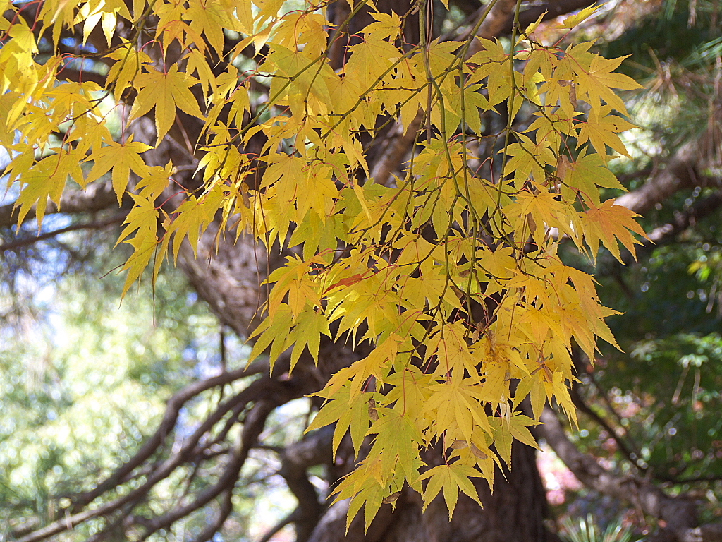 久伊豆神社の紅葉13