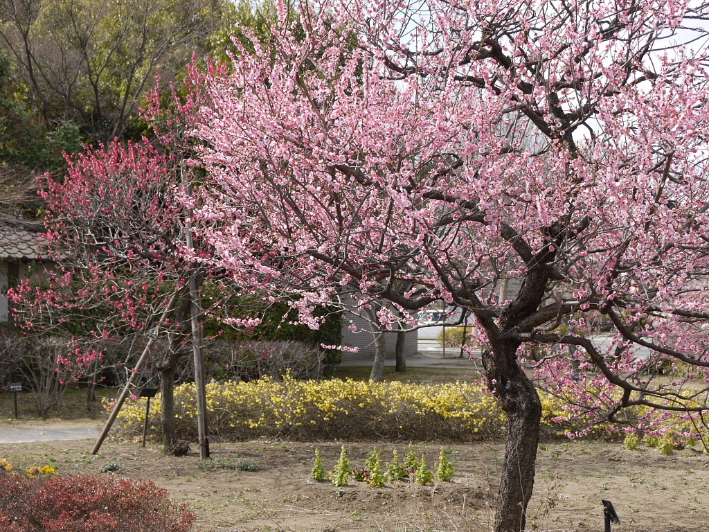 梅林公園１