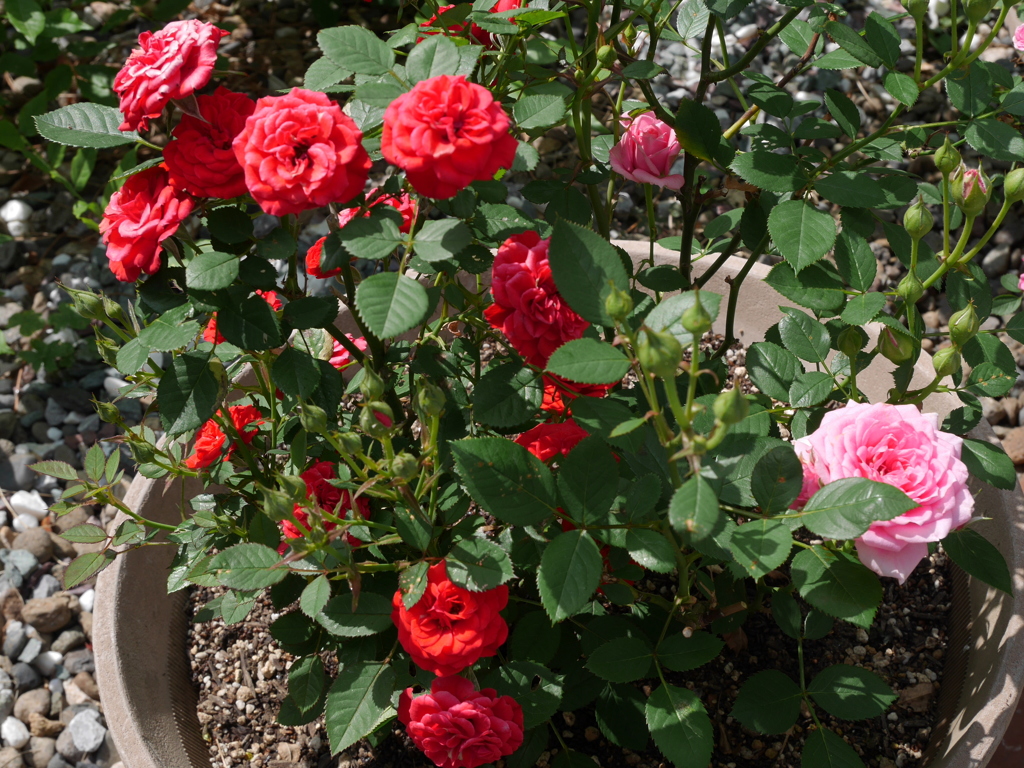 庭に咲いた花01