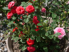 庭に咲いた花01