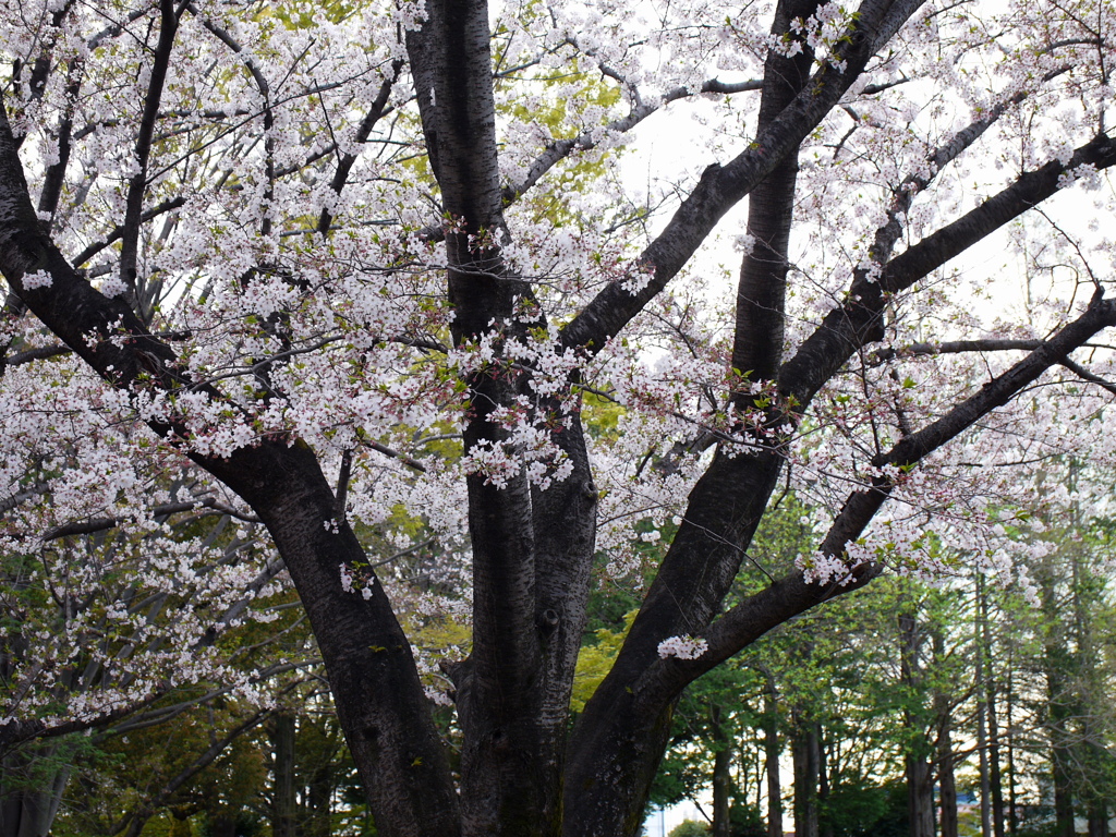 2021年３月の桜