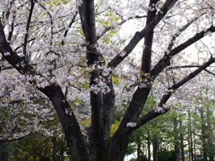 2021年３月の桜