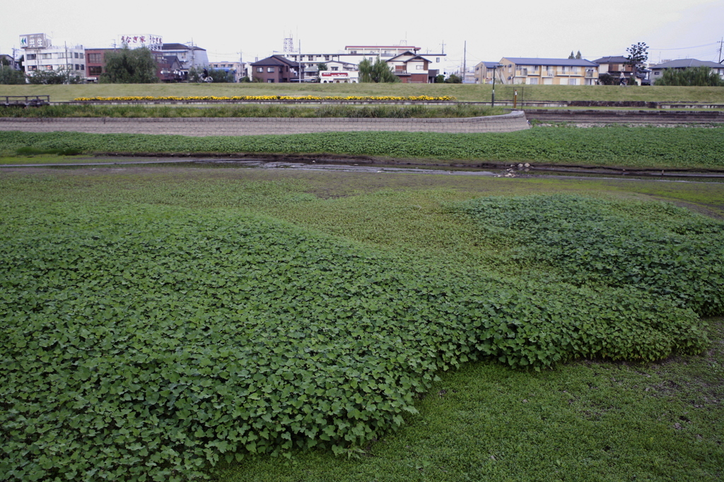 市役所前の散歩03