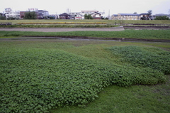 市役所前の散歩03