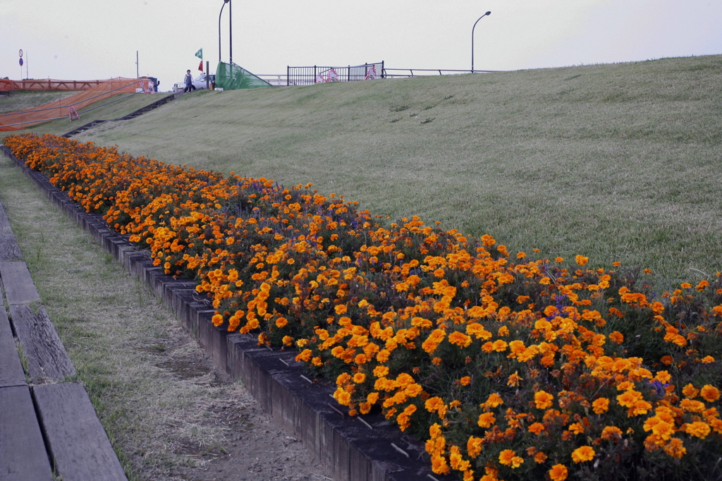 市役所前の散歩07