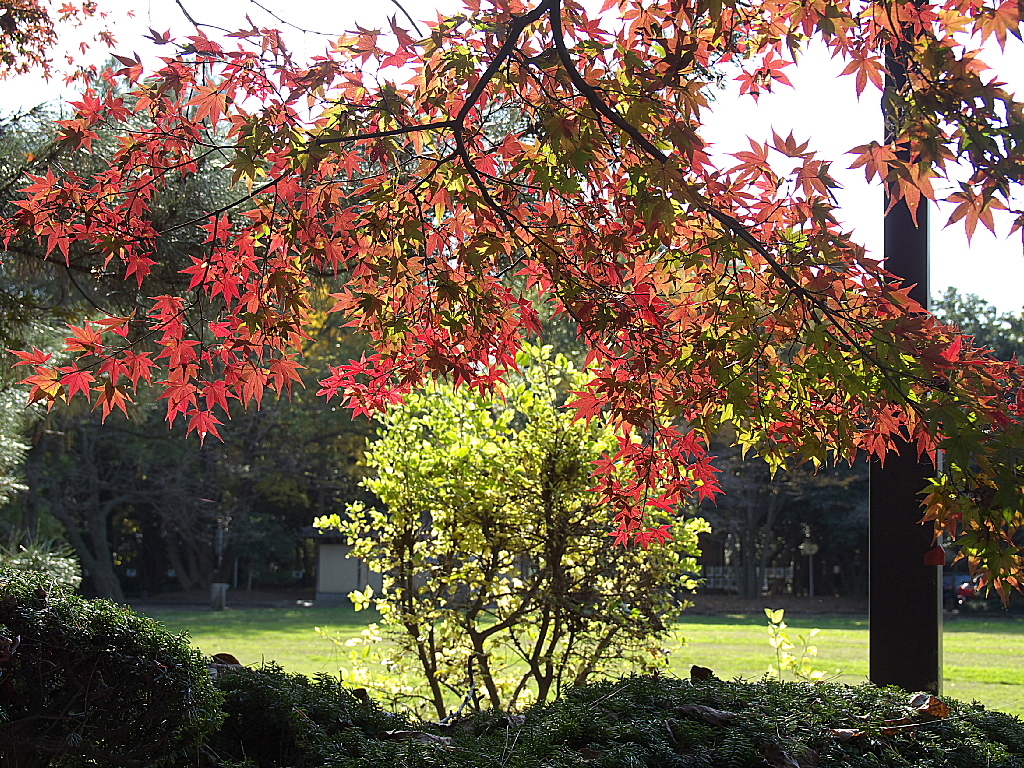 久伊豆神社の紅葉11