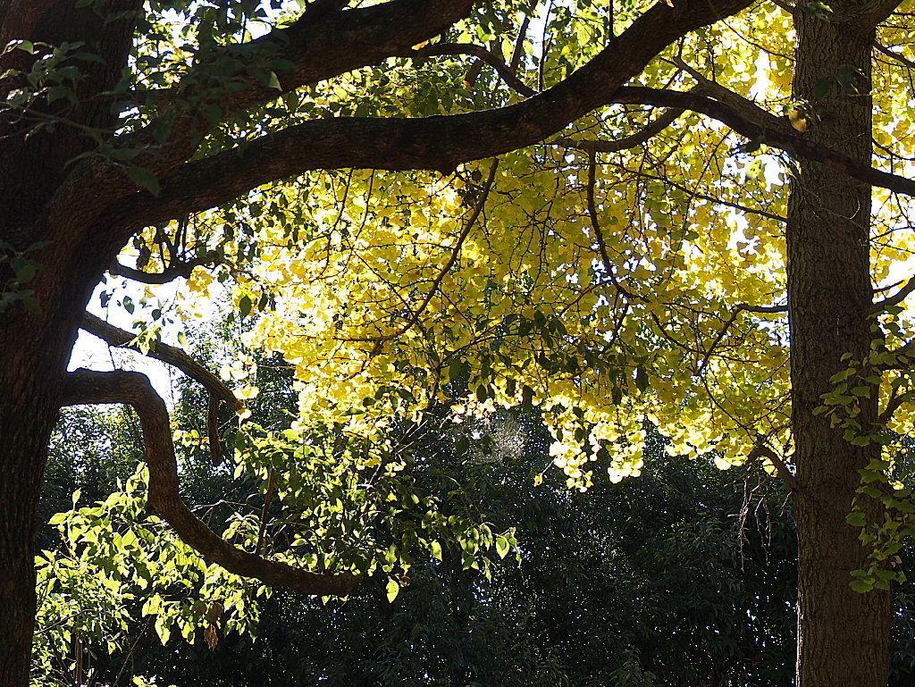 久伊豆神社の紅葉02