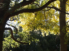 久伊豆神社の紅葉02