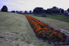 市役所前の散歩06