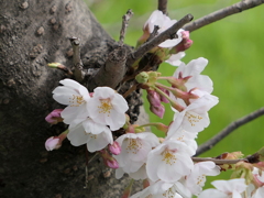 元荒川の桜01