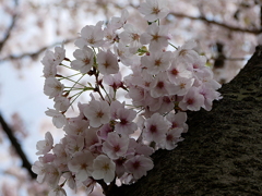 元荒川土手の桜06