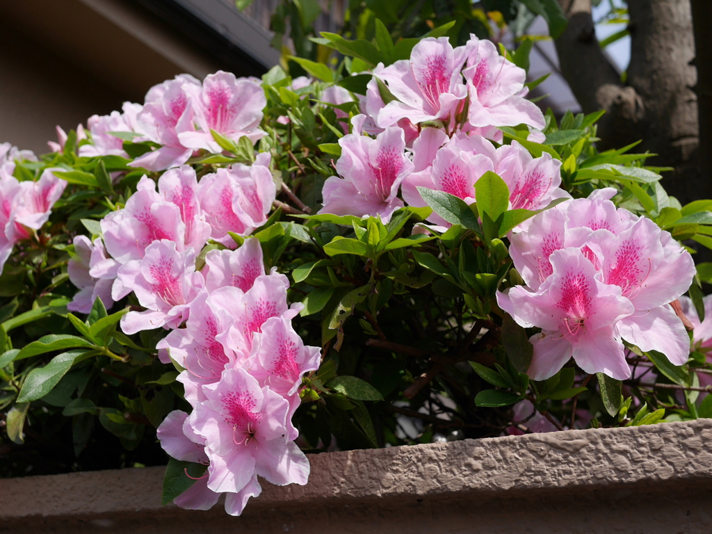 自宅の近くで３