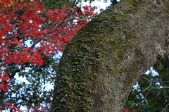 久伊豆神社の紅葉04