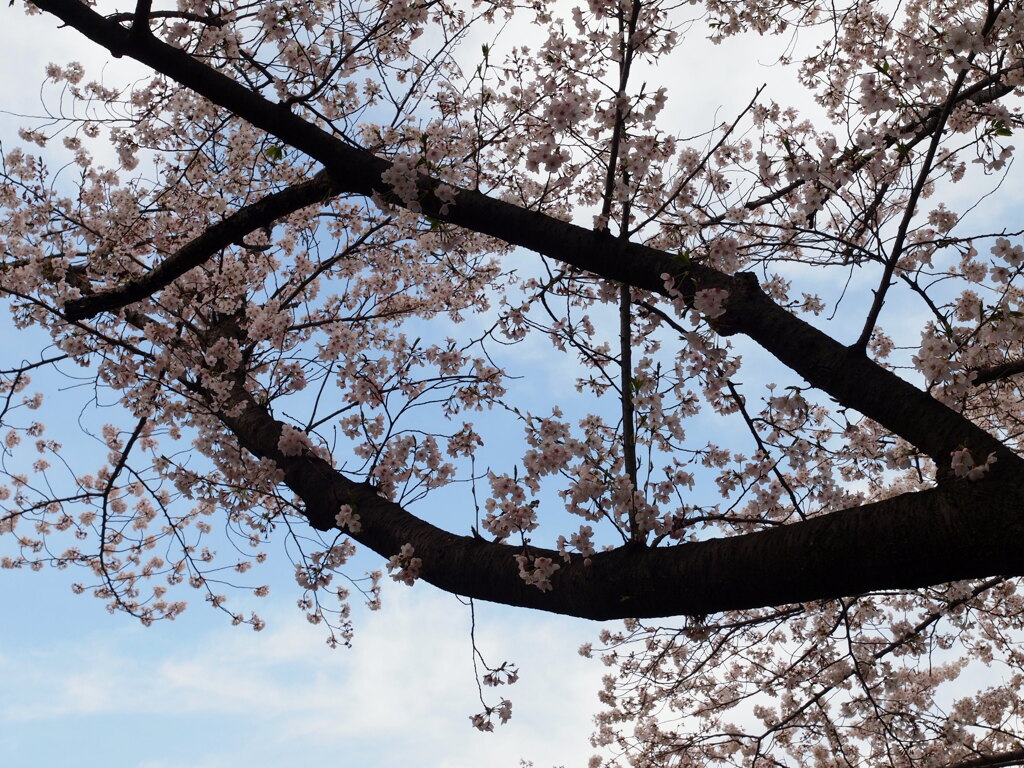 2021年３月の桜