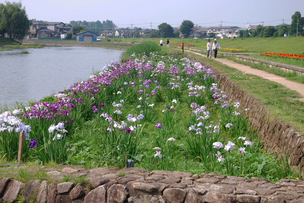 市役所の土手４