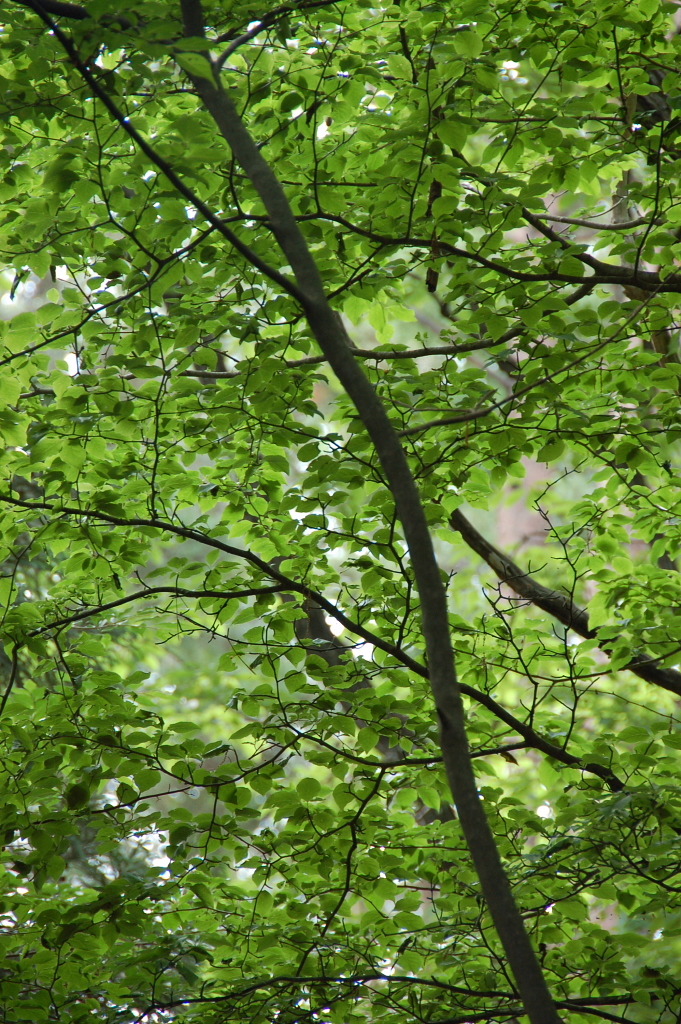 美しき木の葉３