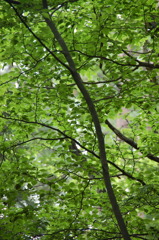 美しき木の葉３