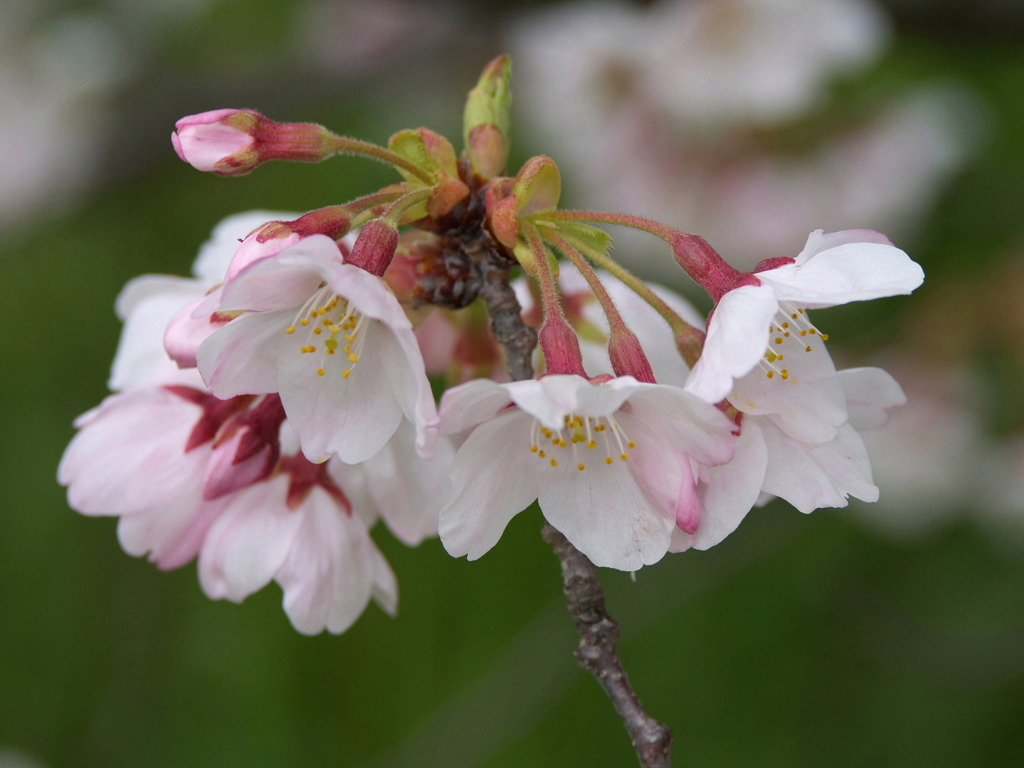 元荒川堤の桜９