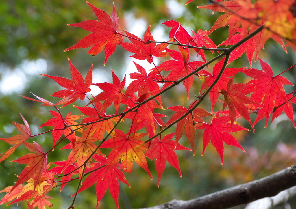 久伊豆神社にて５