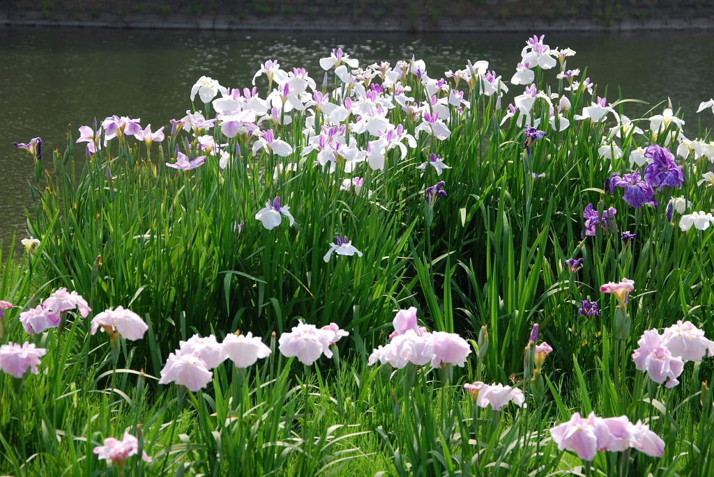 市役所の土手２