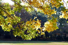 紅葉はこれからの久伊豆神社境内02