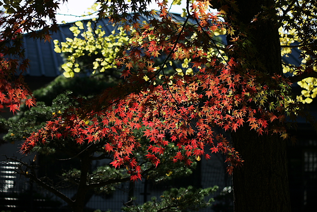 久伊豆神社の紅葉20