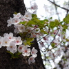 2021年３月の桜