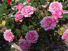 庭の花々05