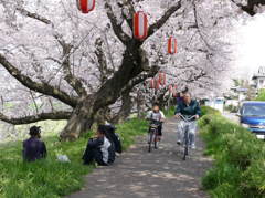 桜の木の下で４