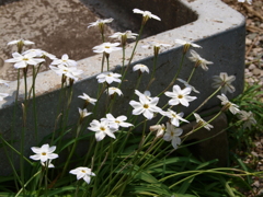 庭の草花5