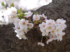 土手の桜４