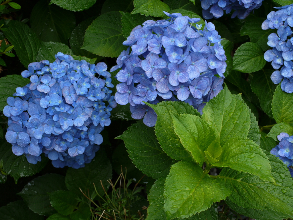 庭に咲いた紫陽花03