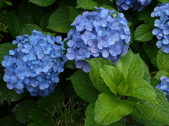 庭に咲いた紫陽花03