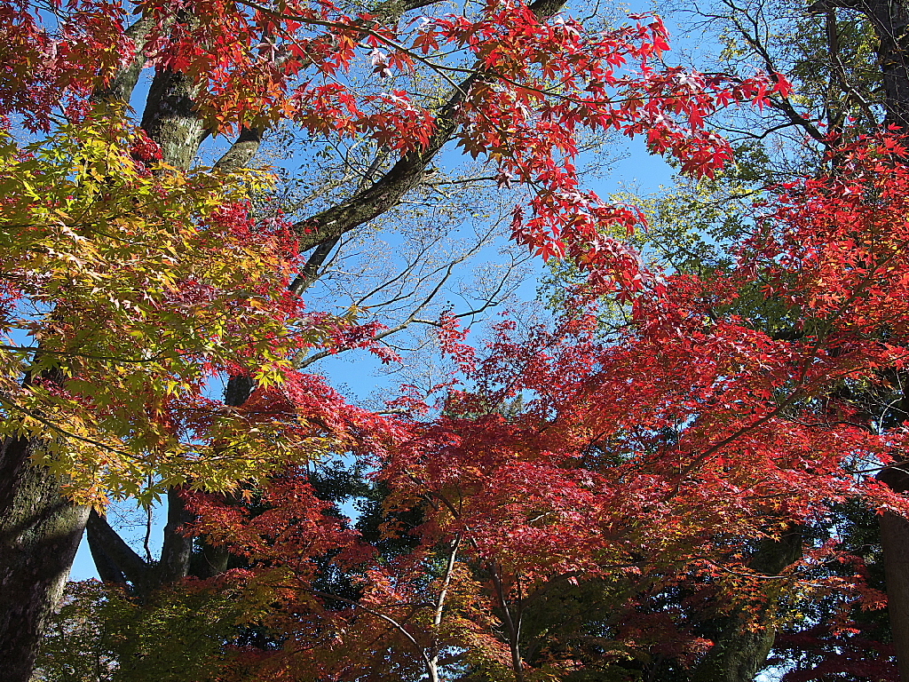 29年の紅葉07