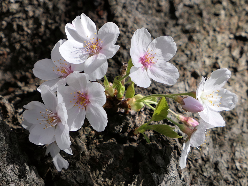 元荒川土手の桜３