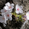 元荒川土手の桜３