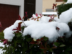 雪の朝02