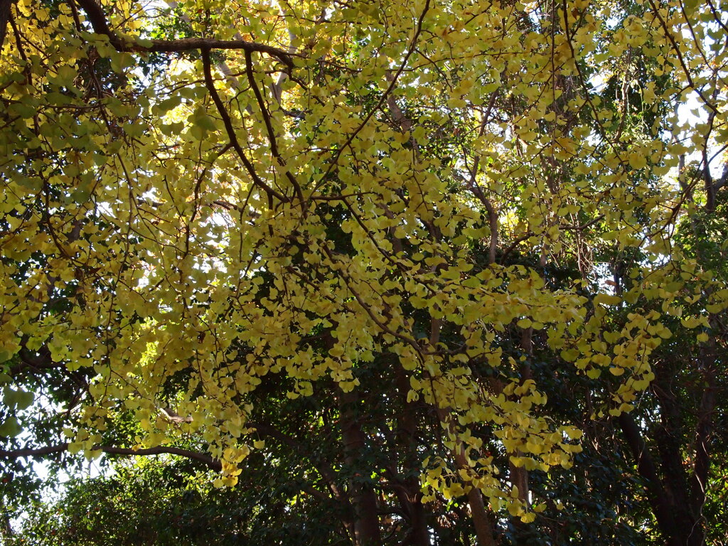 2019　久伊豆神社の紅葉Ⅱ09