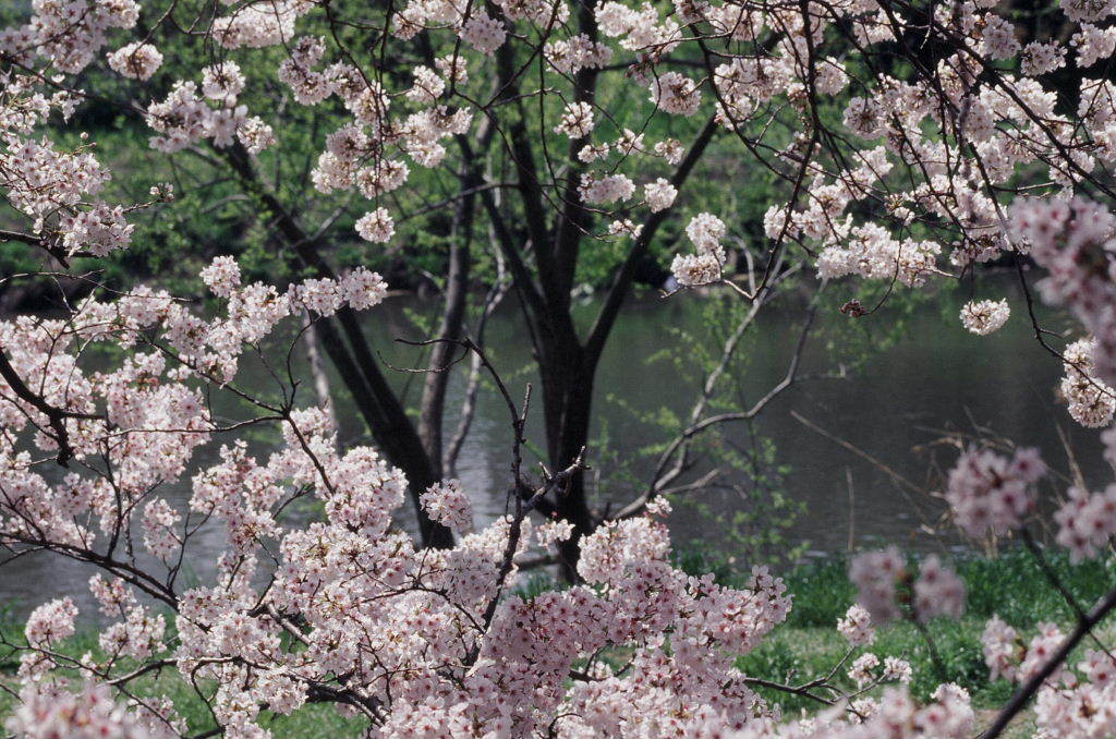 桜花２