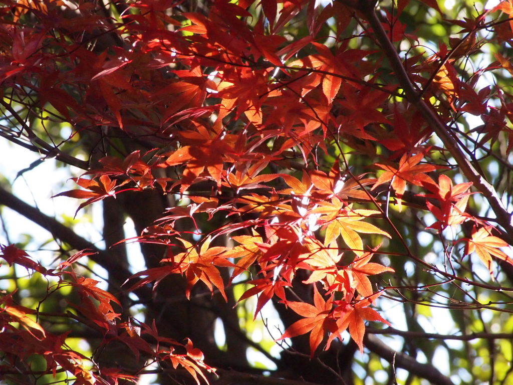 2019　久伊豆神社の紅葉03