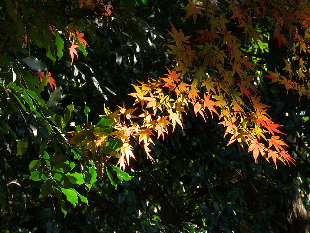 久伊豆神社の紅葉08