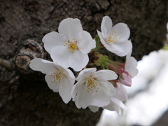 元荒川の桜11