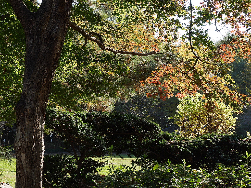 久伊豆神社の紅葉05