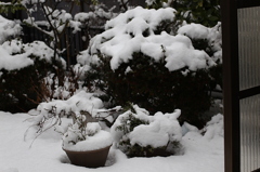 雪の朝Ⅱ 6D05