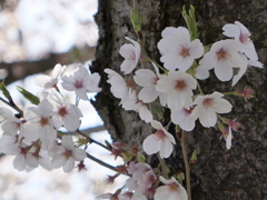 元荒川土手の桜２