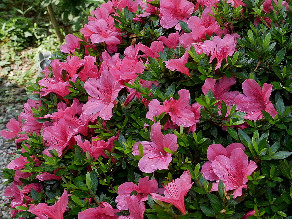 庭の花々Ⅱ03