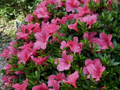 庭の花々Ⅱ03