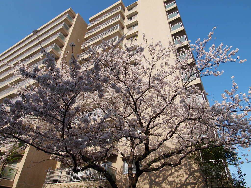 2021年３月の桜